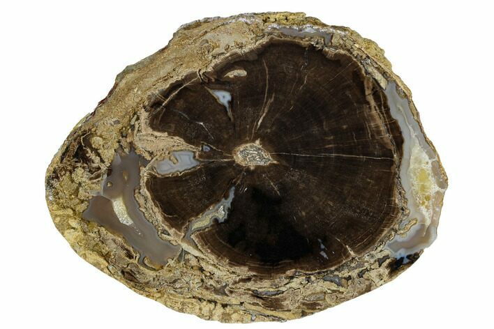 Polished Petrified Wood (Schinoxylon) Round - Wyoming #184834